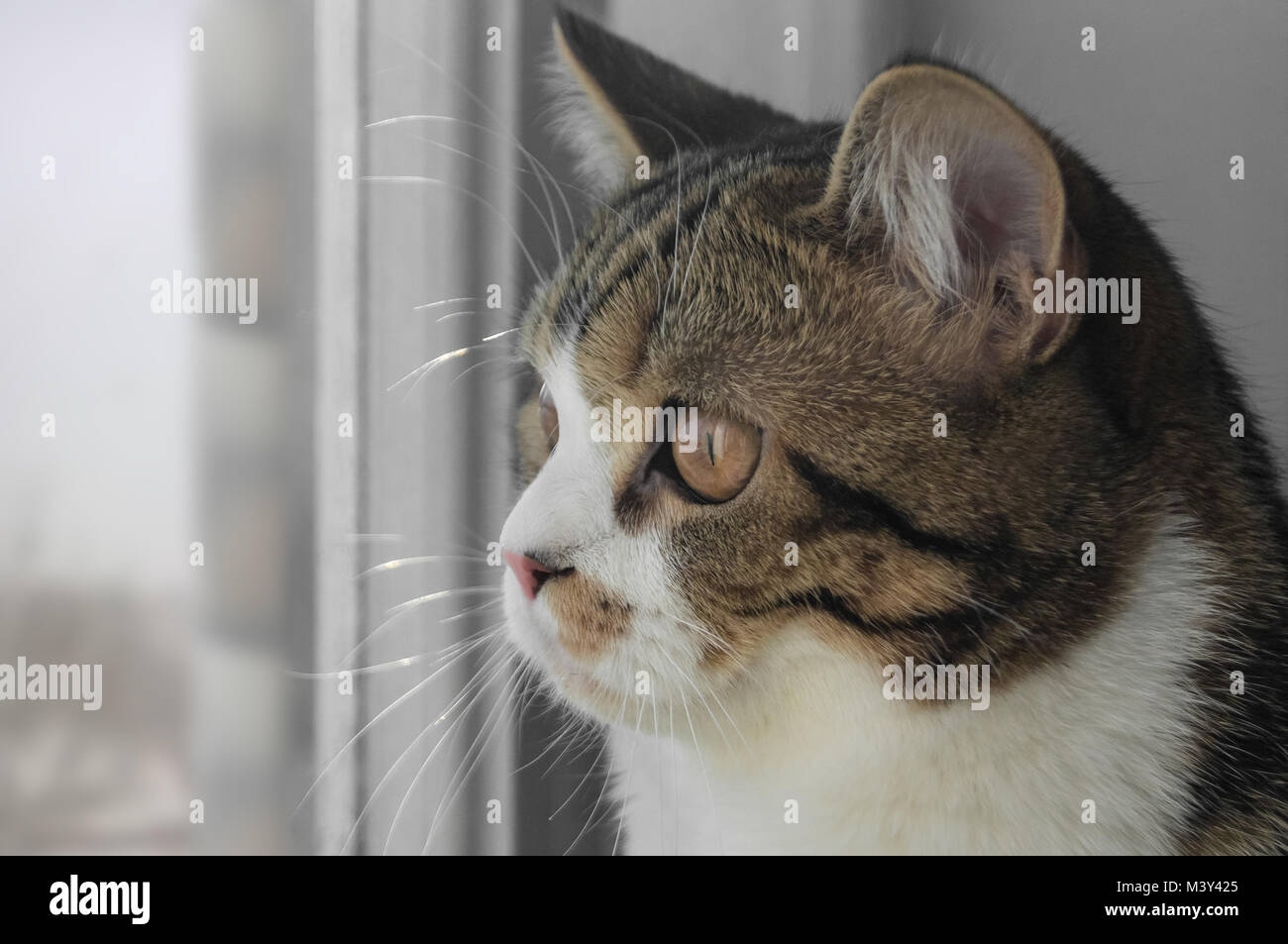 Chat de rue mendiant Banque de photographies et d’images à haute