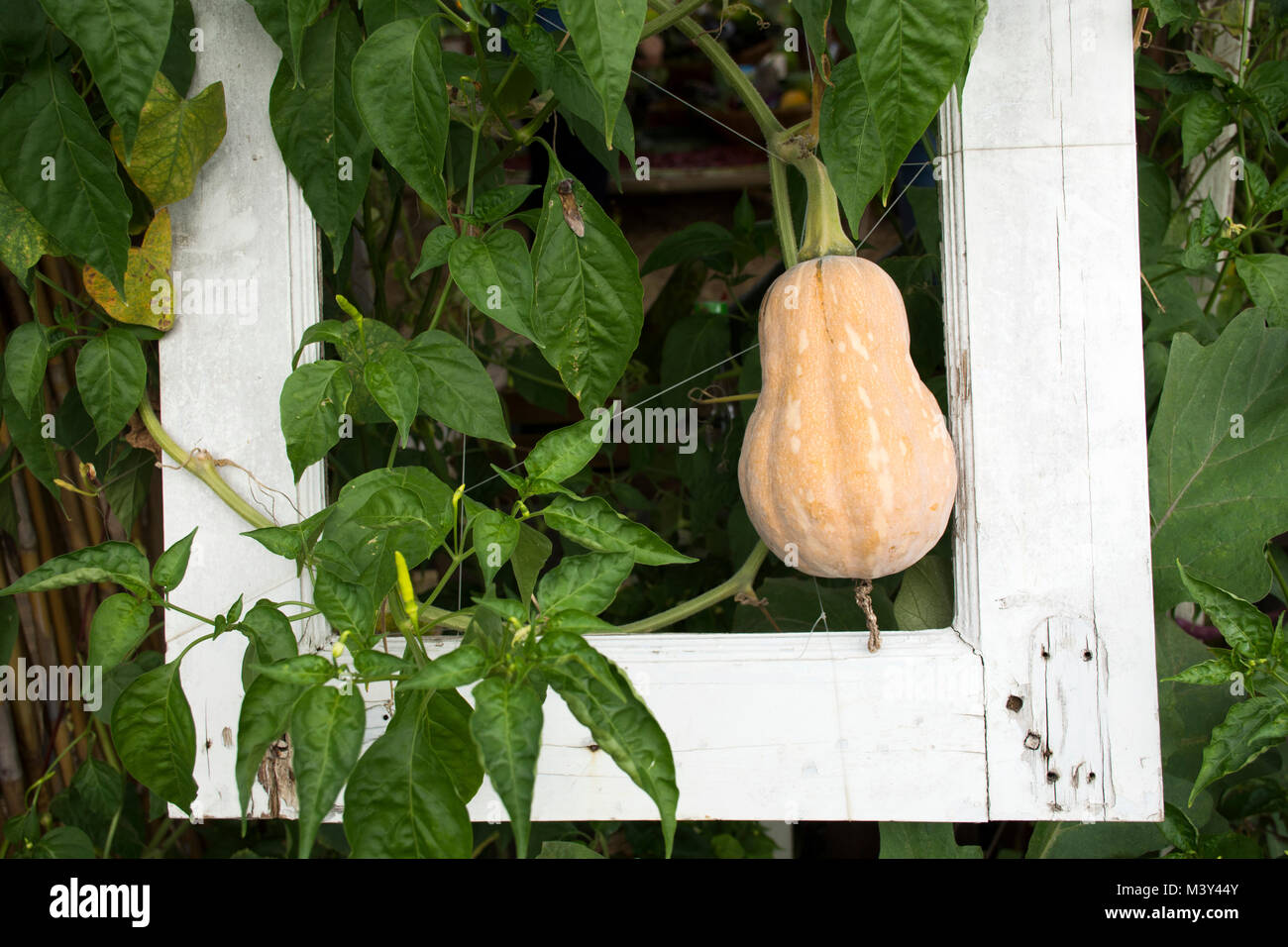 Courge Butternut pumpkin ou dans l'usine de jardin plantation agricole ferme de campagne dans Nonthaburi, Thaïlande Banque D'Images