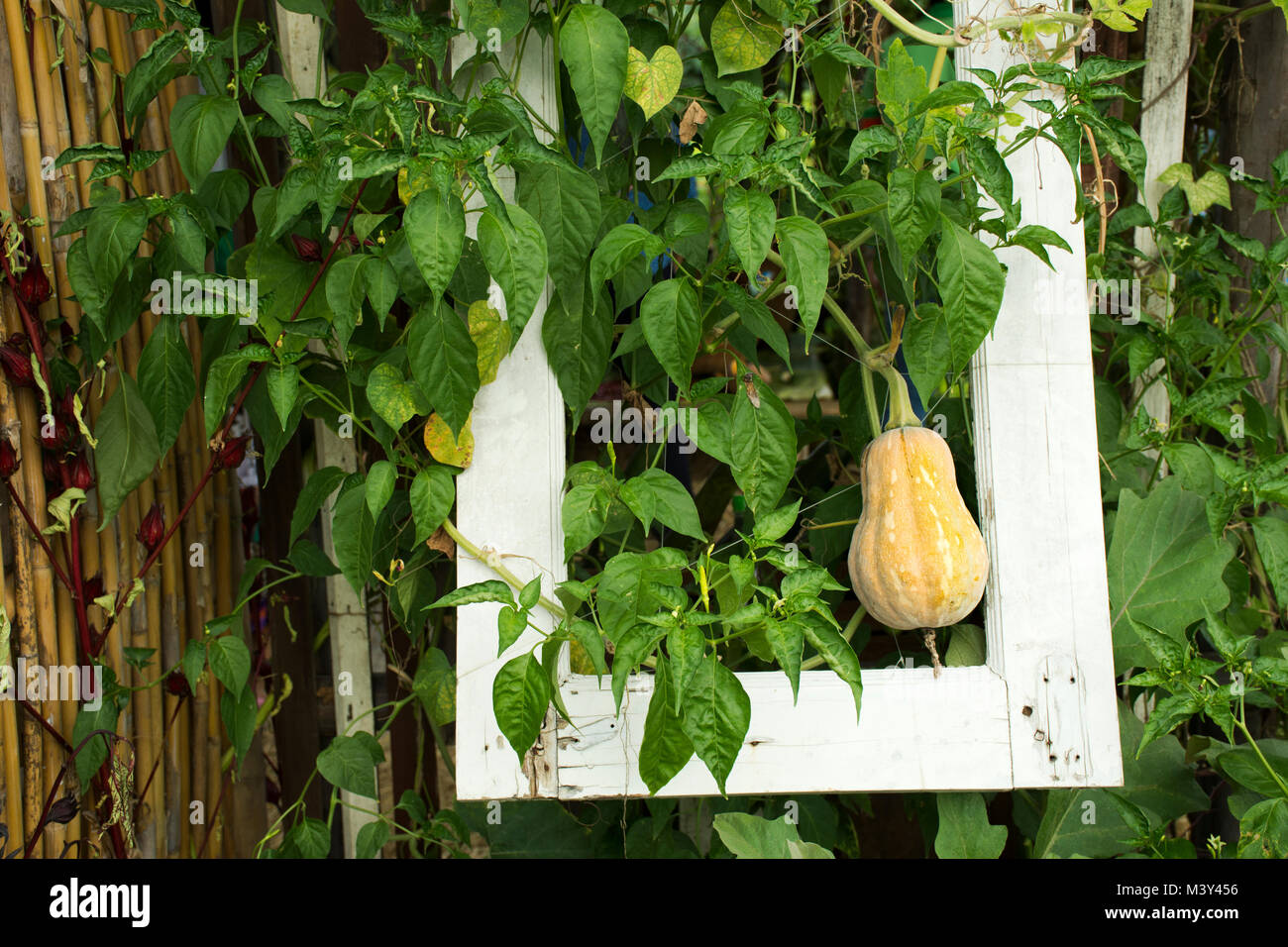 Courge Butternut pumpkin ou dans l'usine de jardin plantation agricole ferme de campagne dans Nonthaburi, Thaïlande Banque D'Images