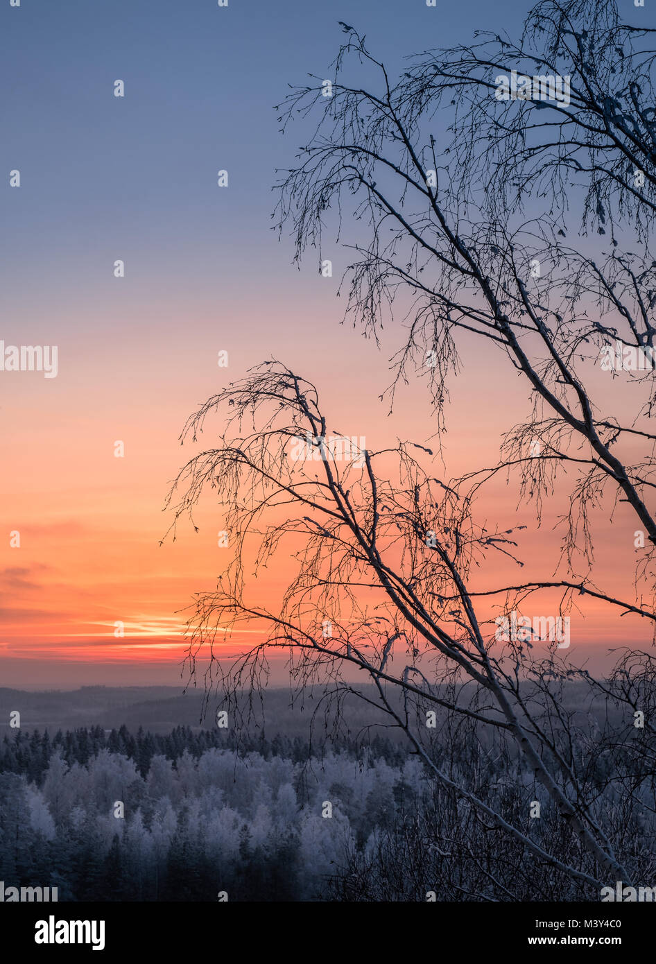 Vue panoramique avec magnifique coucher de soleil et frosty tree à soirée d'hiver en Finlande Banque D'Images