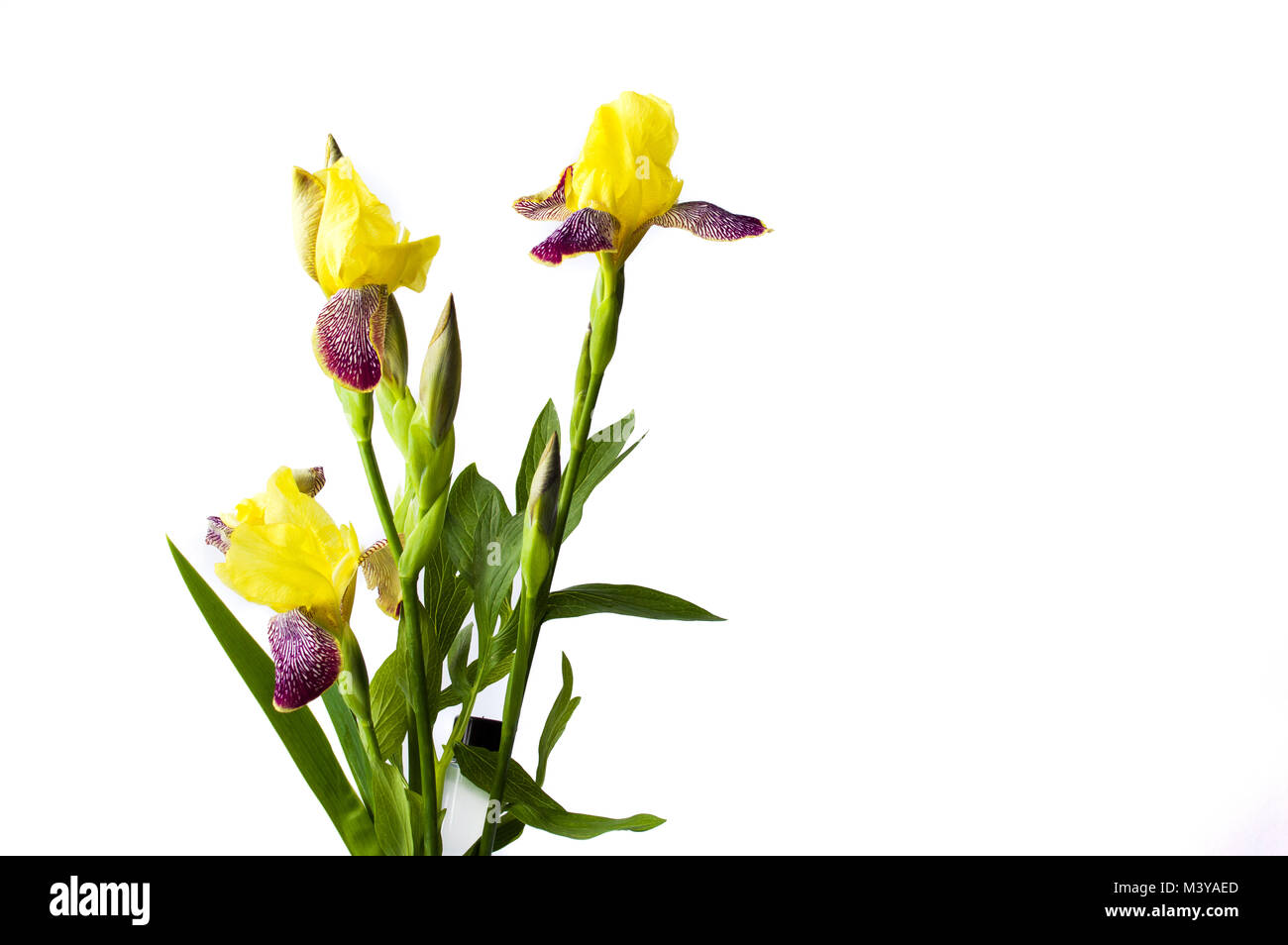 Iris fleurs violettes sur fond textile blanc close up Banque D'Images