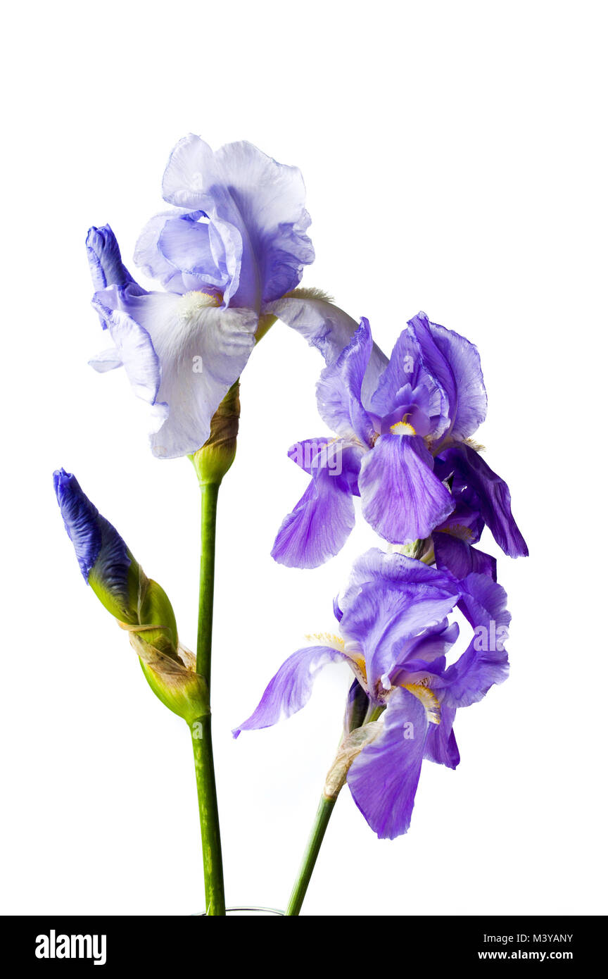 Iris fleurs violettes sur fond textile blanc close up Banque D'Images