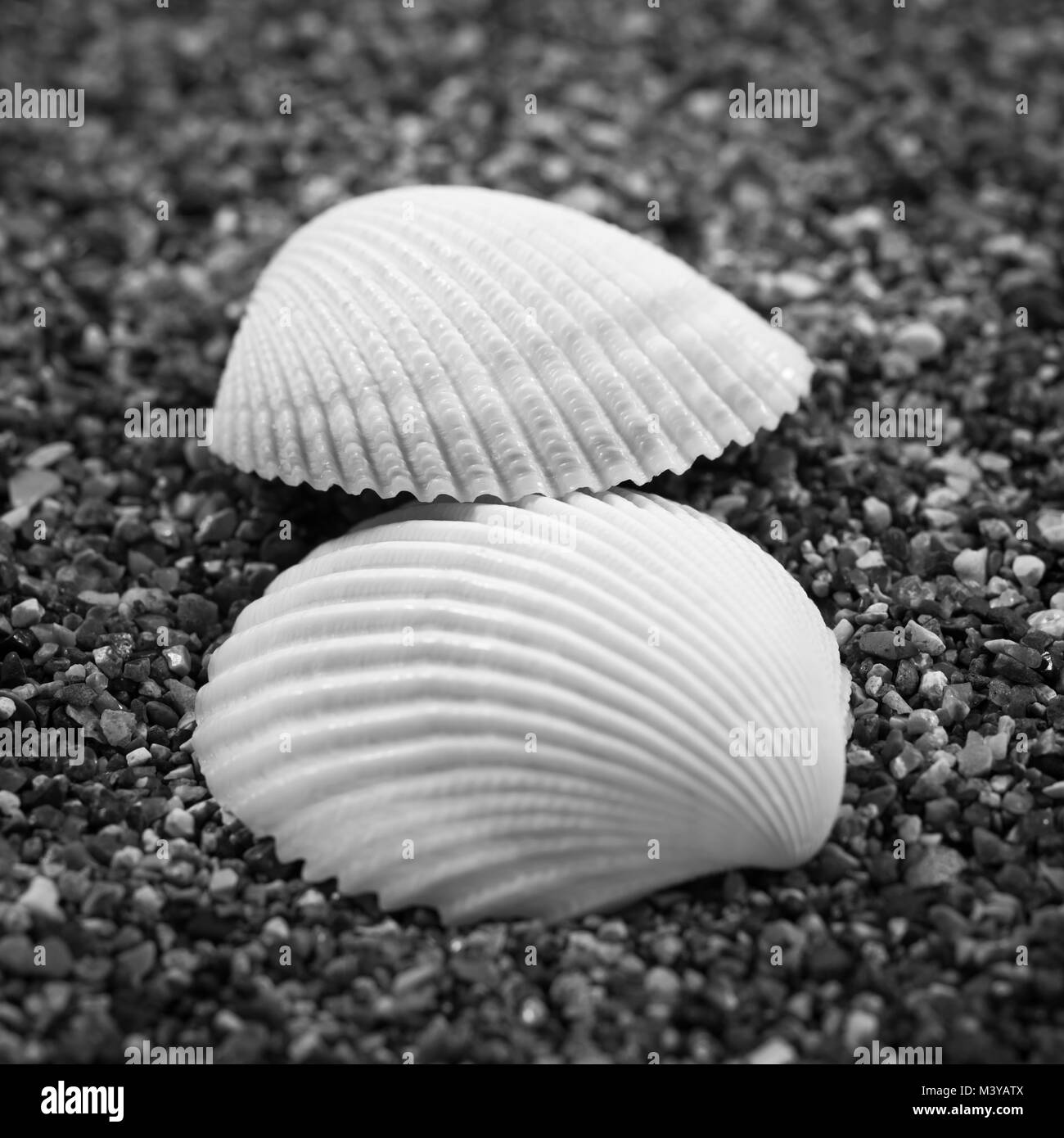 Le noir et blanc encore la vie des coquillages et autres objets de mer Banque D'Images
