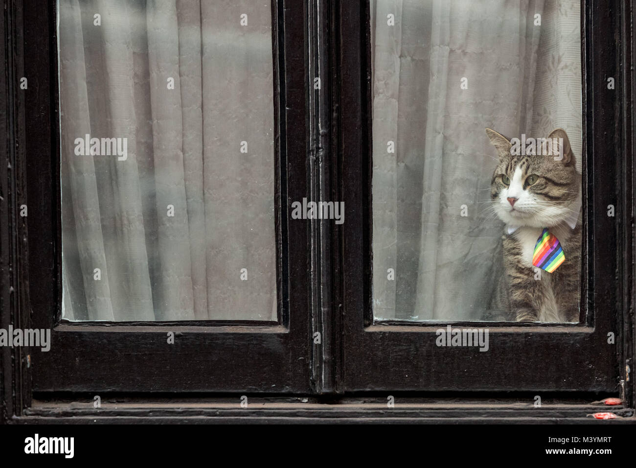 Londres, Royaume-Uni. Feb 13, 2018. Julian Assange's pet cat montres de la fenêtre de l'ambassade équatorienne à Knightsbridge sur un après-midi gris. Le fondateur de WikiLeaks continue de faire face à l'arrestation s'il quitte l'ambassade comme un juge britannique rejette sa demande en annulation de l'arrêt en suspens. Crédit : Guy Josse/Alamy Live News Banque D'Images