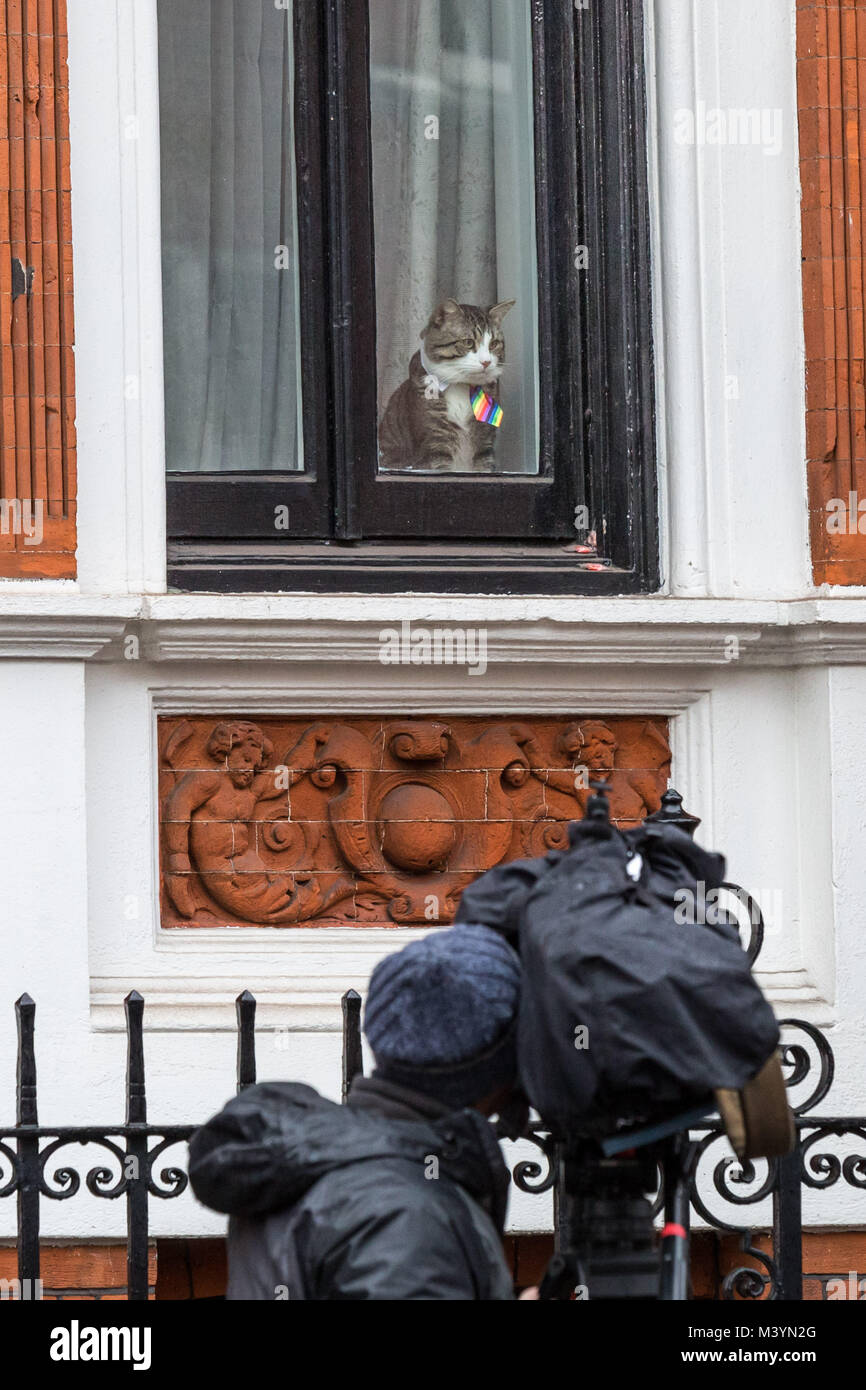 Londres, Royaume-Uni. Feb 13, 2018. Julian Assange's pet cat montres de la fenêtre de l'ambassade équatorienne à Knightsbridge sur un après-midi gris. Le fondateur de WikiLeaks continue de faire face à l'arrestation s'il quitte l'ambassade comme un juge britannique rejette sa demande en annulation de l'arrêt en suspens. Crédit : Guy Josse/Alamy Live News Banque D'Images