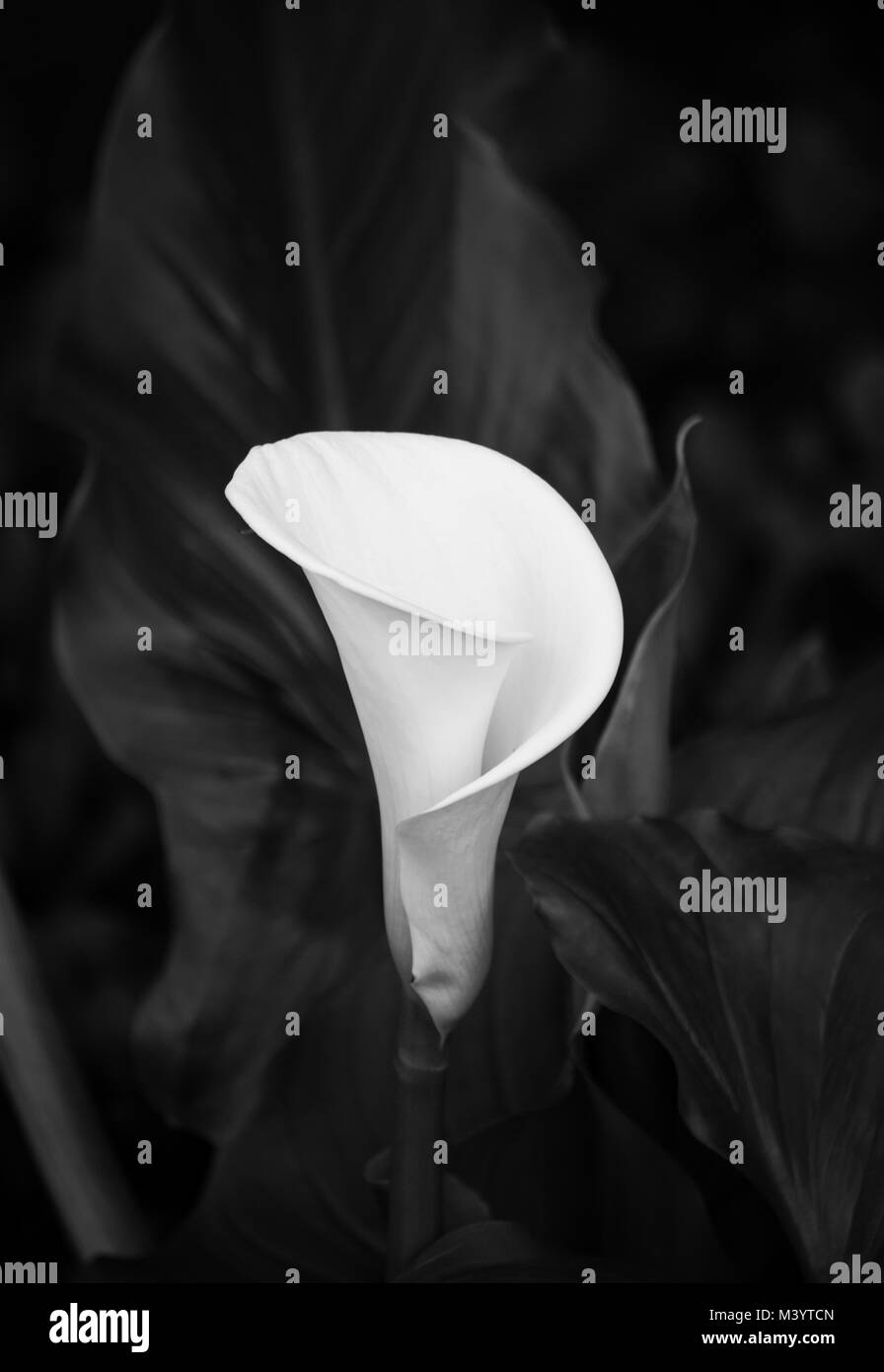 Le noir et blanc gros plan d'une calla lily blanc Banque D'Images