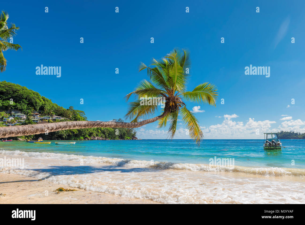 Arbre généalogique de cocotiers sur la plage de sable Banque D'Images