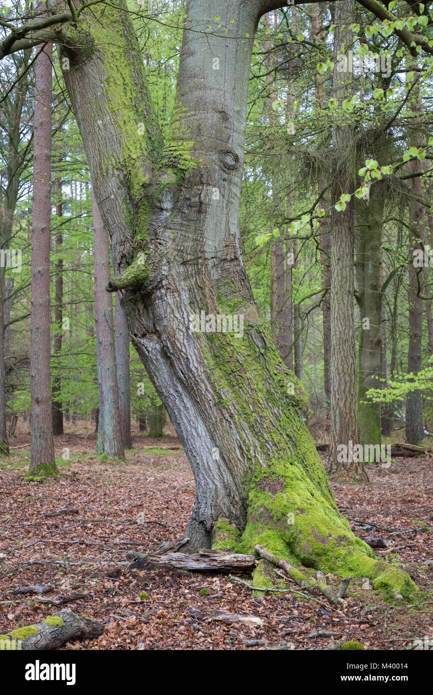 Forêt, Fischland Darß, Allemagne Banque D'Images