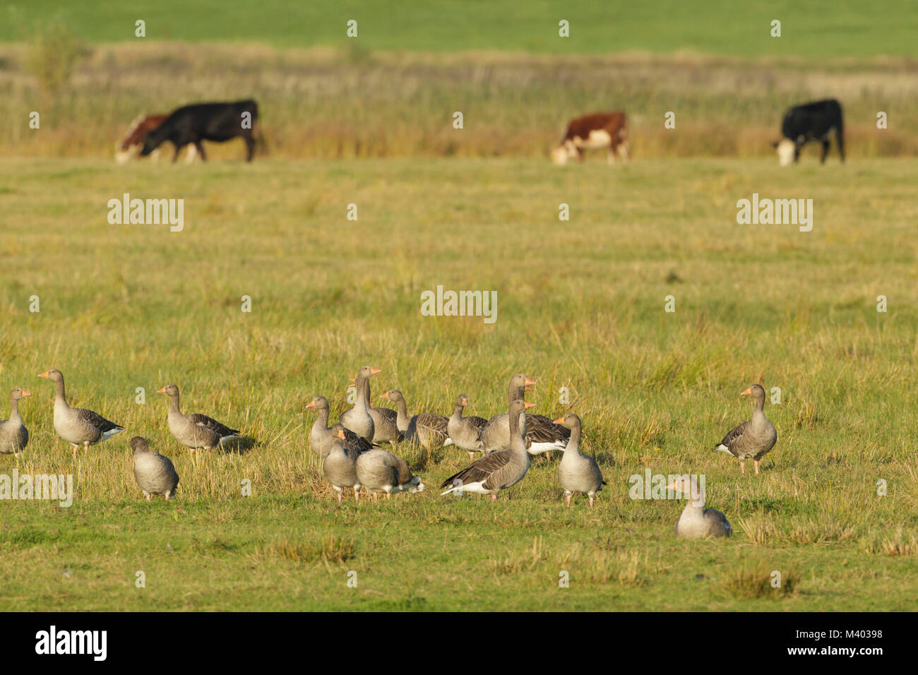 Oies cendrées (Anser anser) troupeau et le bétail en pâturage sur les prairies, la réserve RSPB Aidans, West Yorkshire, Angleterre, septembre Banque D'Images