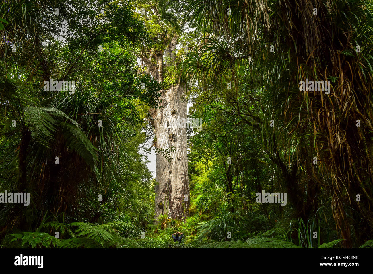 Man looking up at Tane Mahuta, le plus grand kauri géant arbre dans Waipoua, Nouvelle-Zélande Banque D'Images