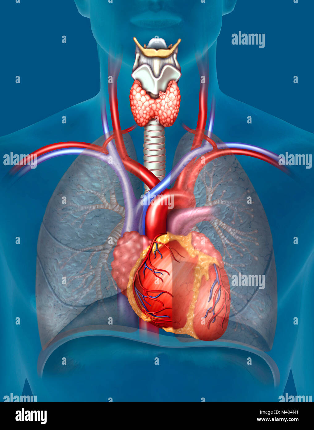 El aparato appareil cardiovasculaire, capaz de distribuir el oxígeno a través del bombeo de la sangre y canalización de la misma en función de las necesidades de moi Banque D'Images
