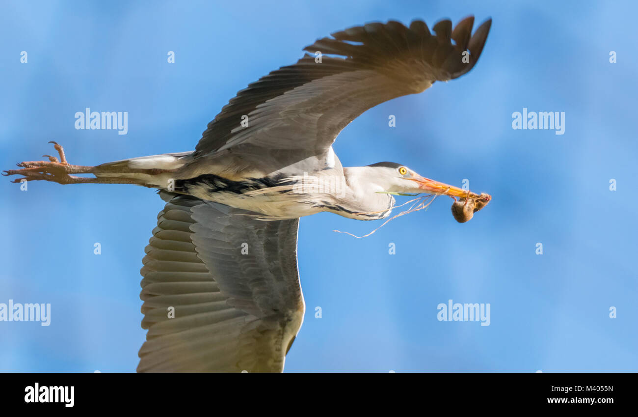 Héron cendré en vol avec une souris dans son bec close up Banque D'Images