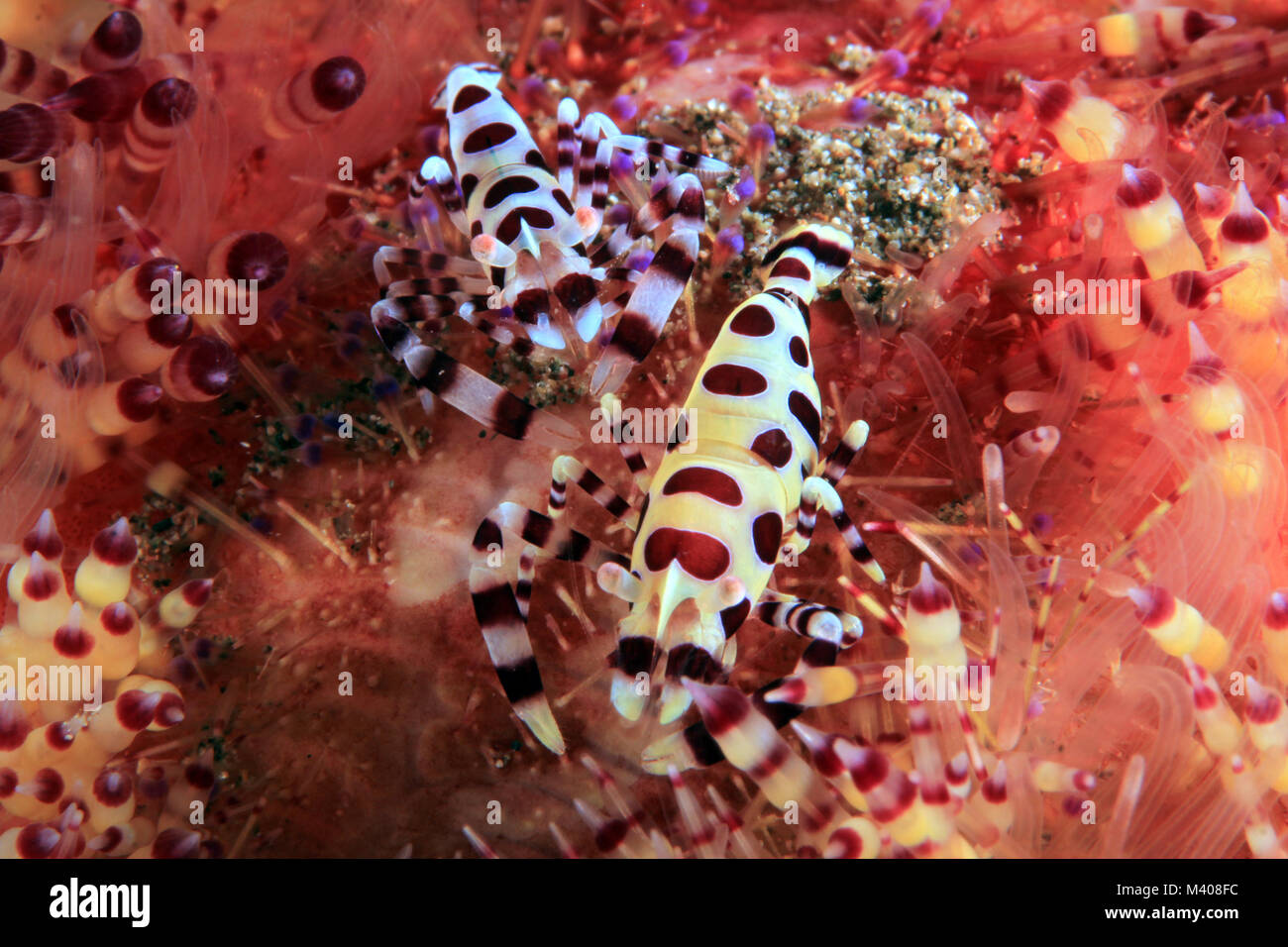 Coleman (Periclimenes colemani Couple Crevette) sur un feu Urchin. Anilao, Philippines Banque D'Images