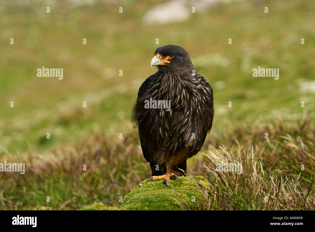 Caracara strié (Phalcoboenus australis) Comité permanent d'une mousse recouverte de rocher de l'île de West Point dans les îles Falkland. Banque D'Images