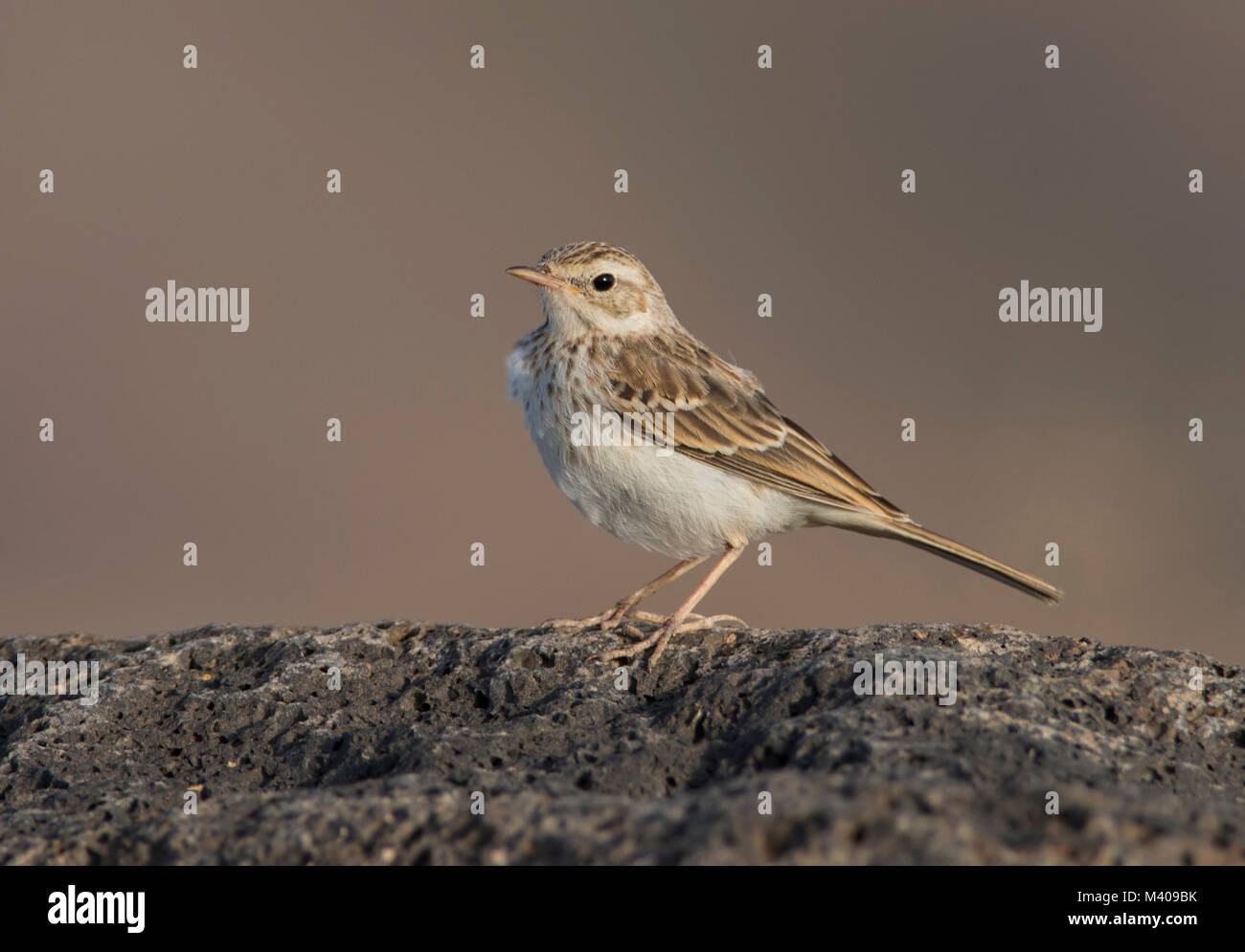 Berthelot de Sprague (Anthus Berthelotii) assis sur un rocher volcanique sur l'île de Fuerteventura, Îles Canaries. Banque D'Images