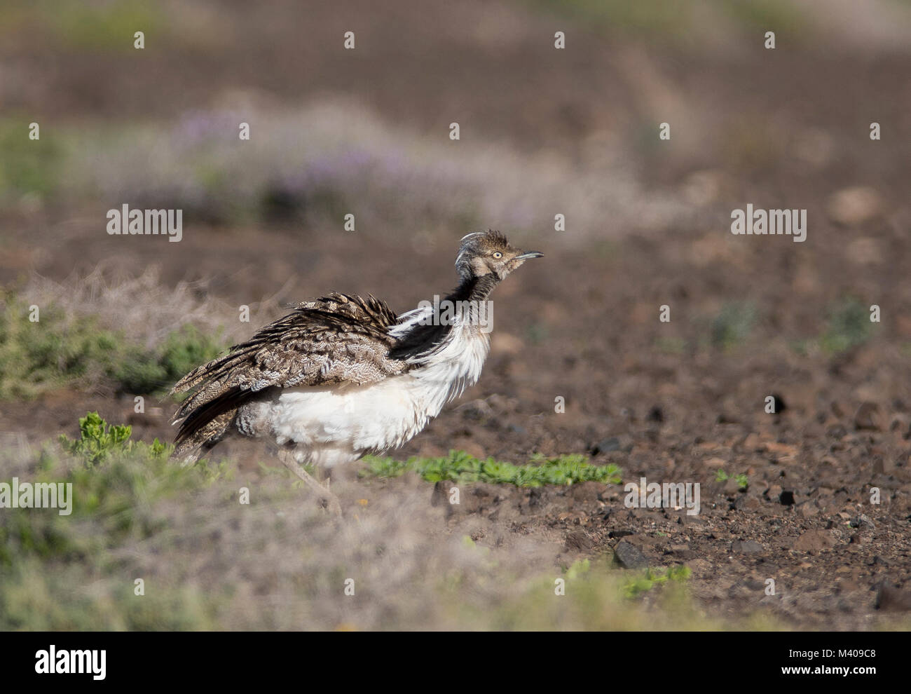 L'outarde houbara (Chlamydotis ondulent fuertaventurae) dans l'affichage partiel de l'île de Fuerteventura, Espagne. Banque D'Images