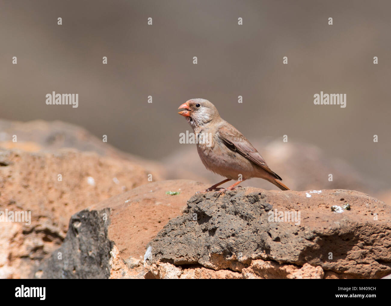 Trumpeter Finch (Bucanetes mâle githagineus) dans un désert de Fuerteventura Iles Canaries. Banque D'Images
