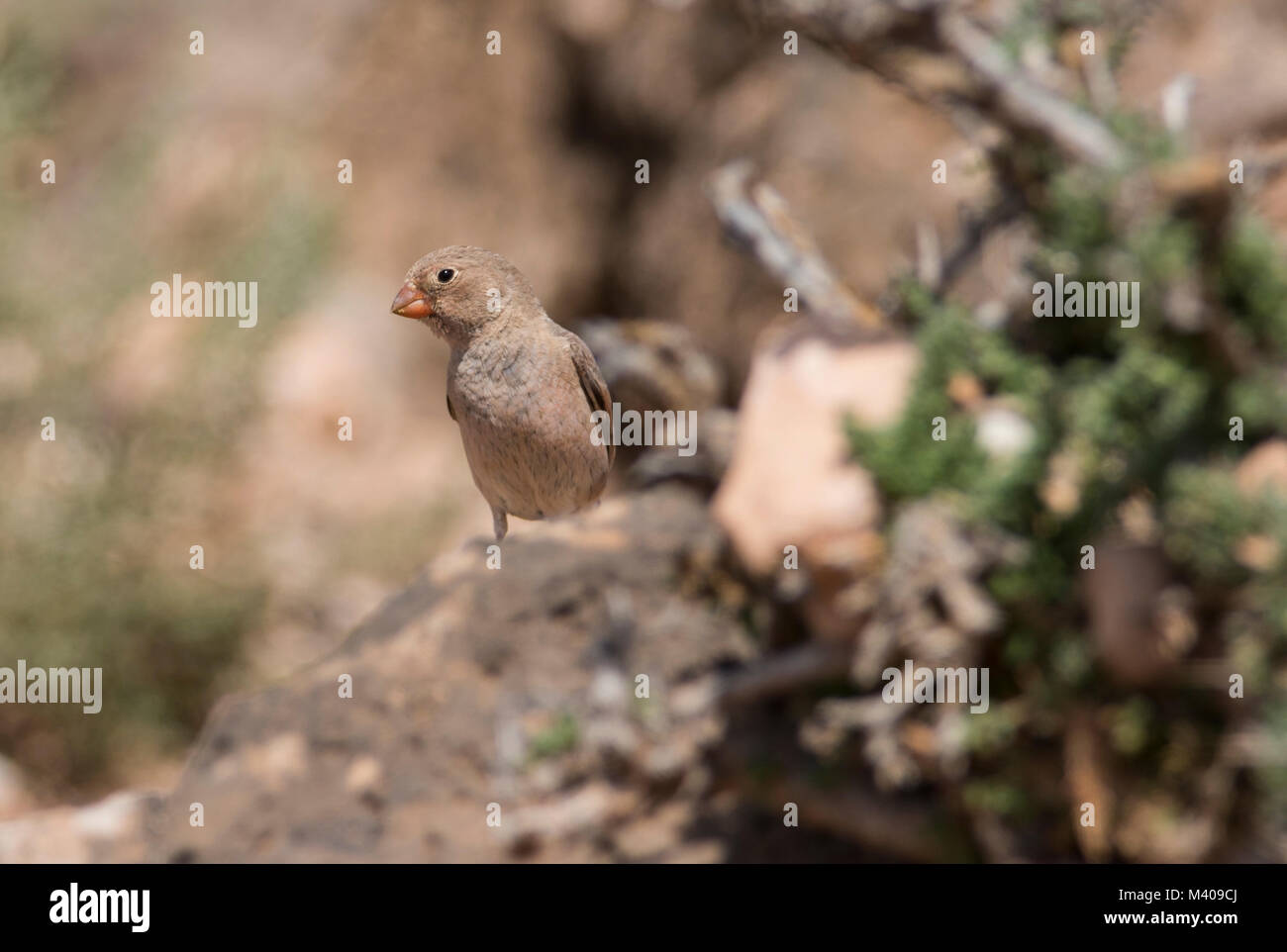 Trumpeter Finch (Bucanetes femelle githagineus) dans un désert de Fuerteventura Iles Canaries. Banque D'Images