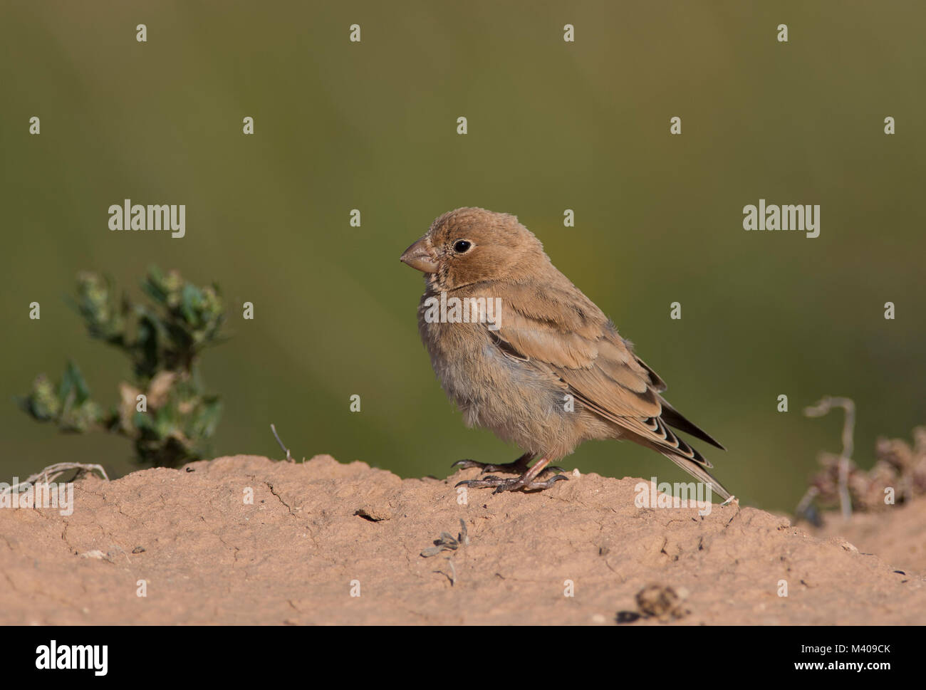 Trumpeter Finch juvénile (Bucanetes githagineus) dans un désert de Fuerteventura Iles Canaries. Banque D'Images