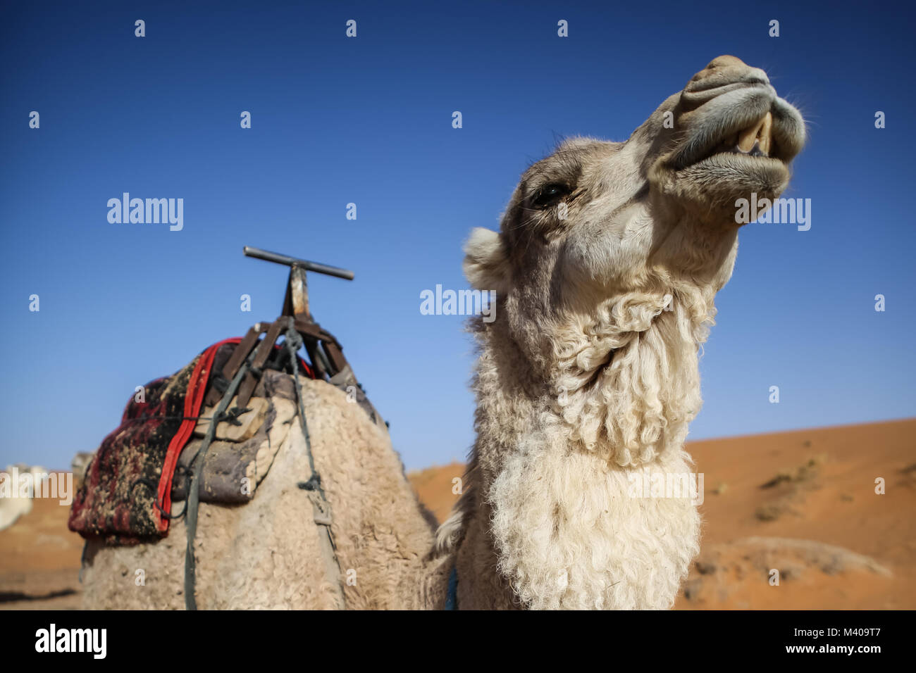 Camel en Maroc Banque D'Images