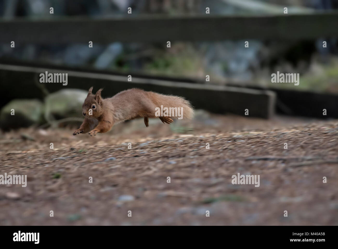 L'écureuil roux, Sciurus vulgaris, sauvage en marche, assis, sauter, de pins, sol en hiver, le parc national de Cairngorm. Banque D'Images