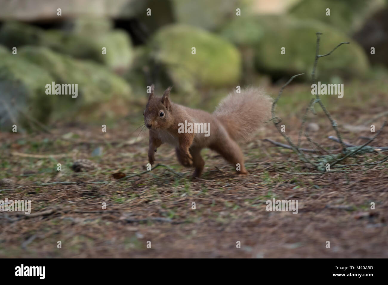 L'écureuil roux, Sciurus vulgaris, sauvage en marche, assis, sauter, de pins, sol en hiver, le parc national de Cairngorm. Banque D'Images