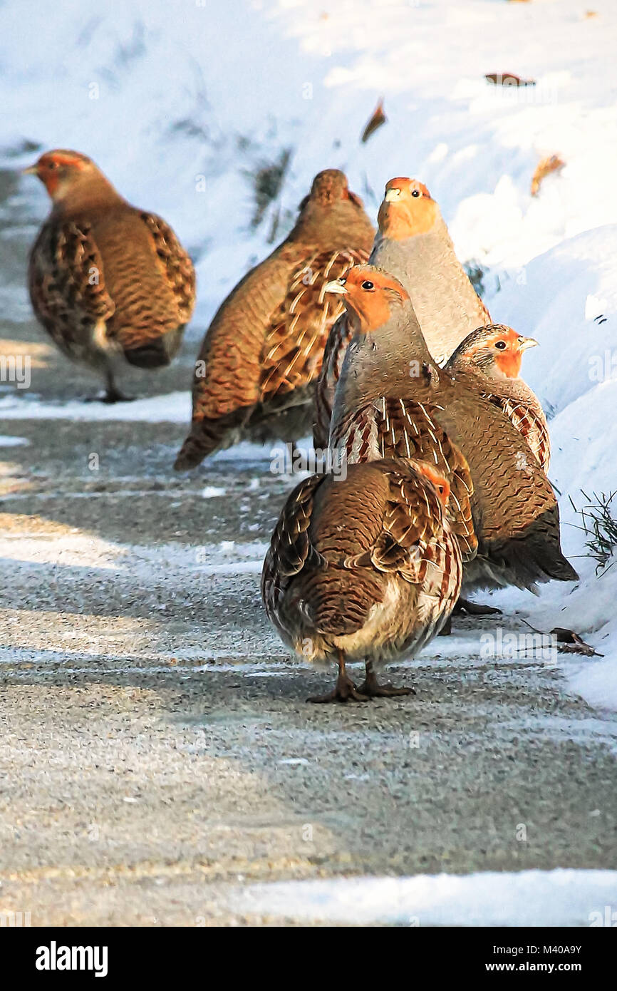 La Perdrix grise à pied le long d'un trottoir en hiver. Banque D'Images