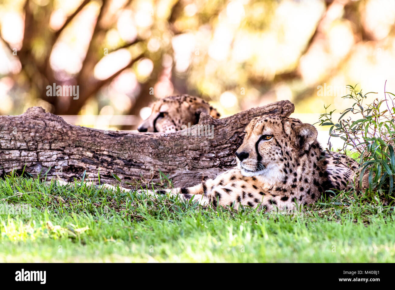 Un puissant et rapide guépard repose à côté d'un log dans une zone d'ombre au cours d'un safari Banque D'Images