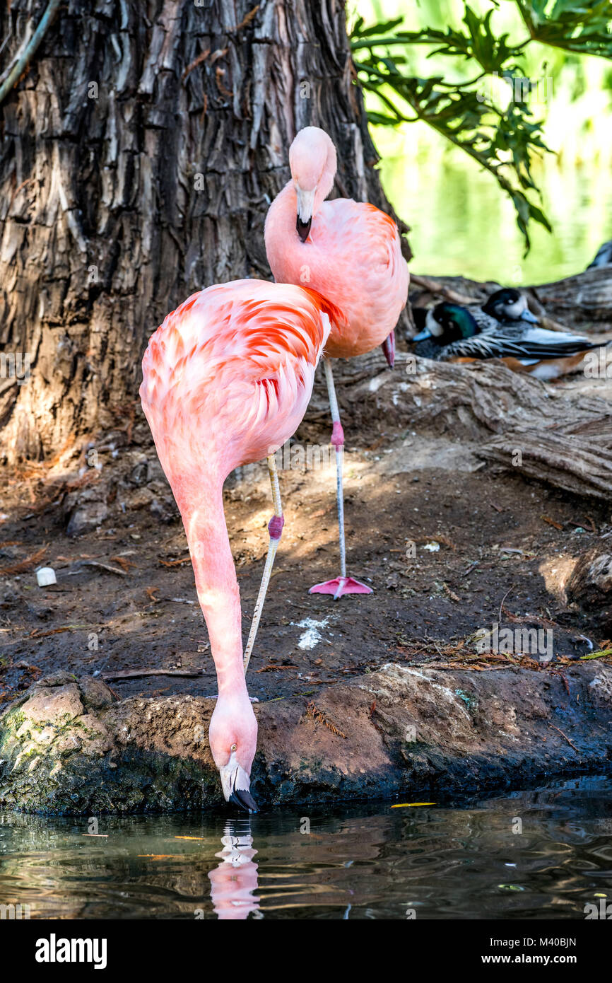 Les flamants roses se reposant près d'un lac tandis que l'ombre sous un grand arbre Banque D'Images