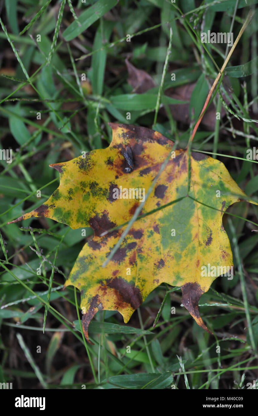 Dead Fly sur une feuille en décomposition Banque D'Images