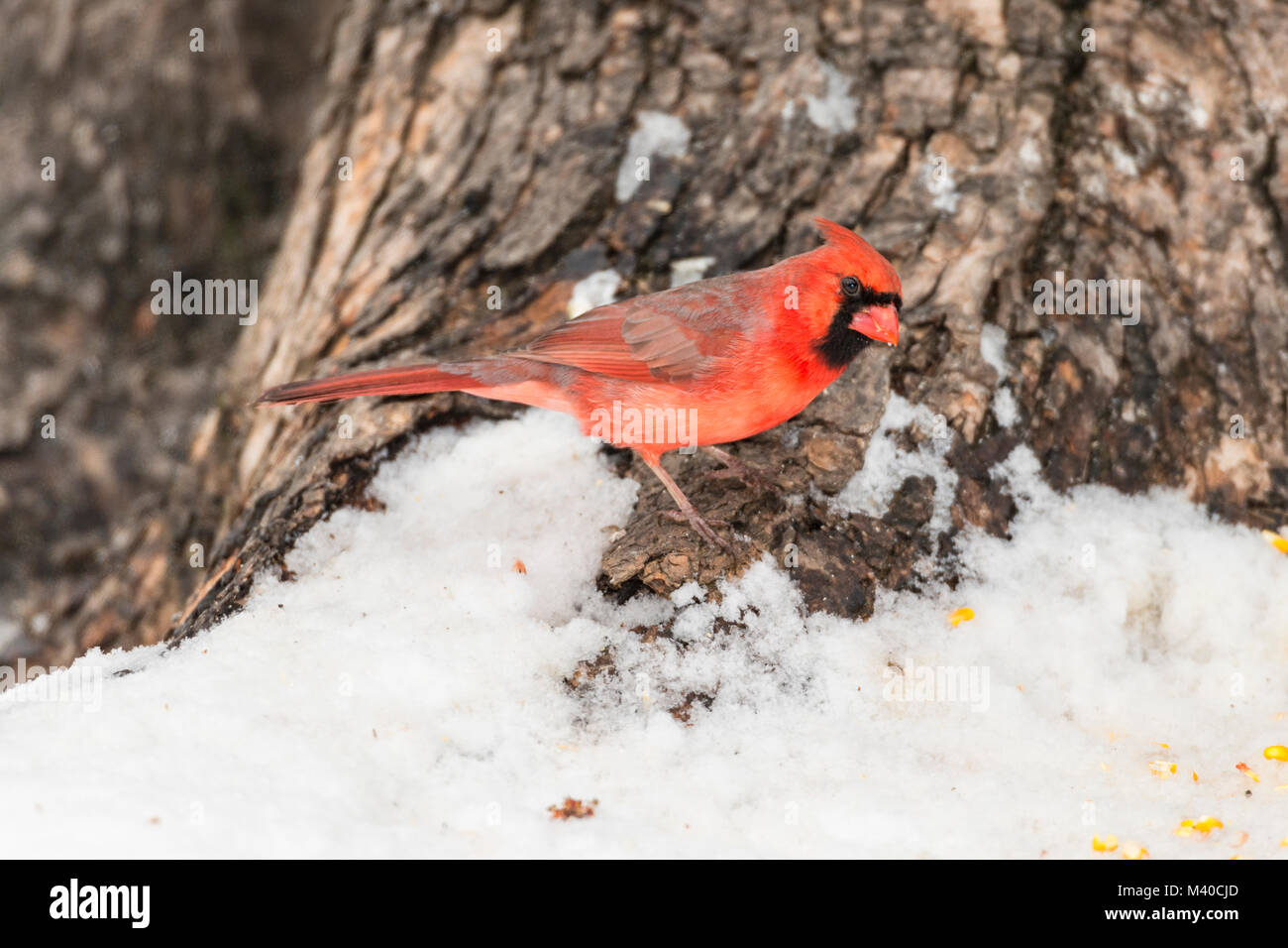Le Cardinal rouge mâle qui se nourrissent de sol enneigé. Banque D'Images