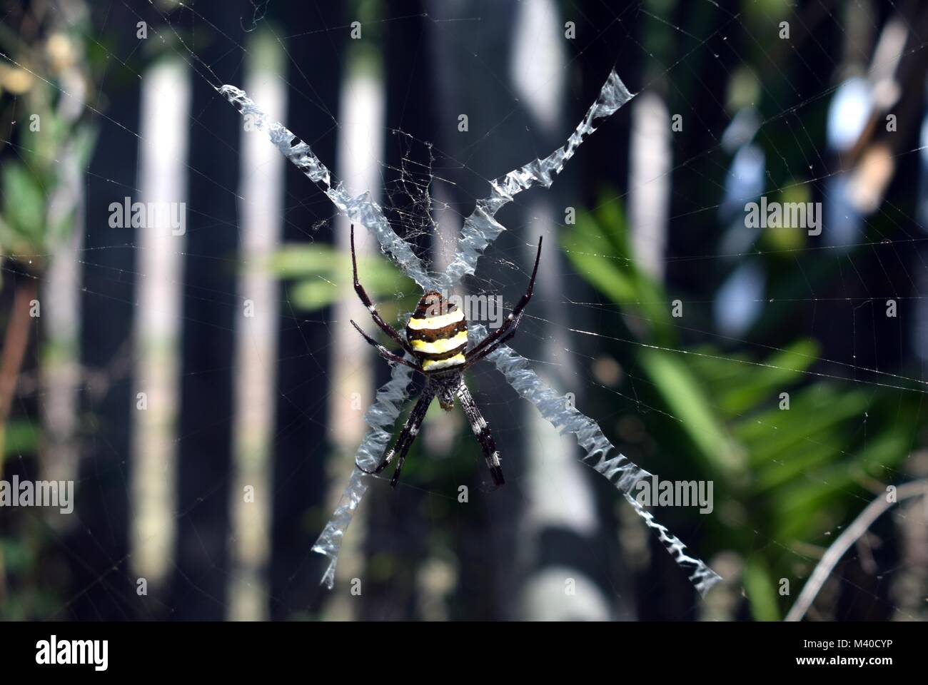 St Andrew's Cross, Spider Argiope keyserlingi Banque D'Images