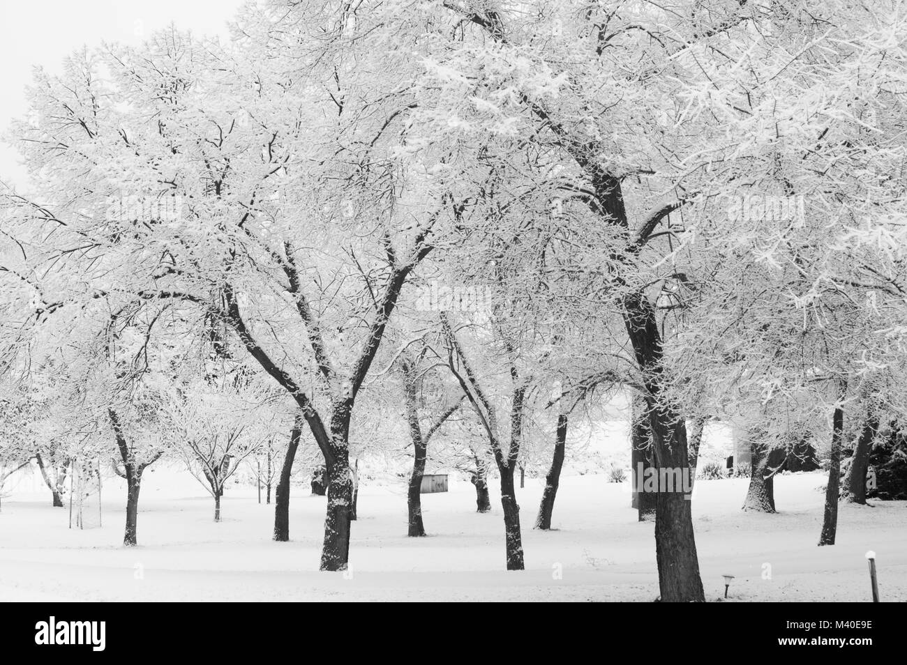 La vallée de Creston, en Colombie-Britannique, Canada. Les arbres feuillus recouverts de neige en monochrome. Banque D'Images