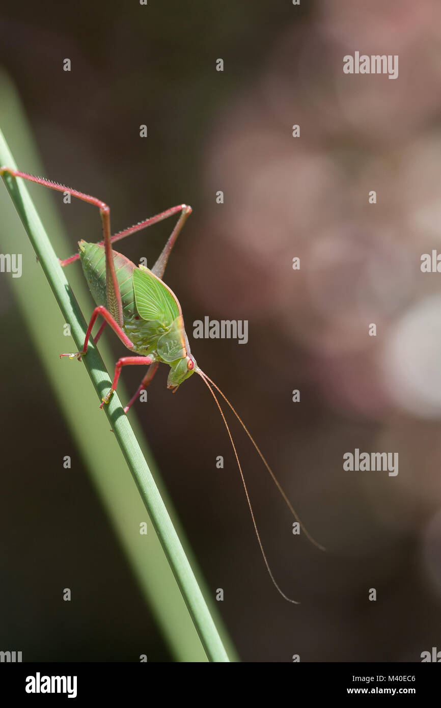 Prix pour la copie, un éclairées Katydid, très fortement vers le bas marche vert contre un arrière-plan. Banque D'Images