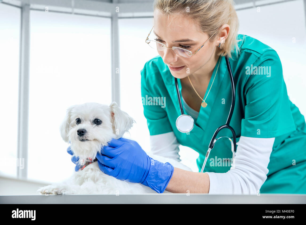 Femme vétérinaire examine la fourrure d'un chien Banque D'Images
