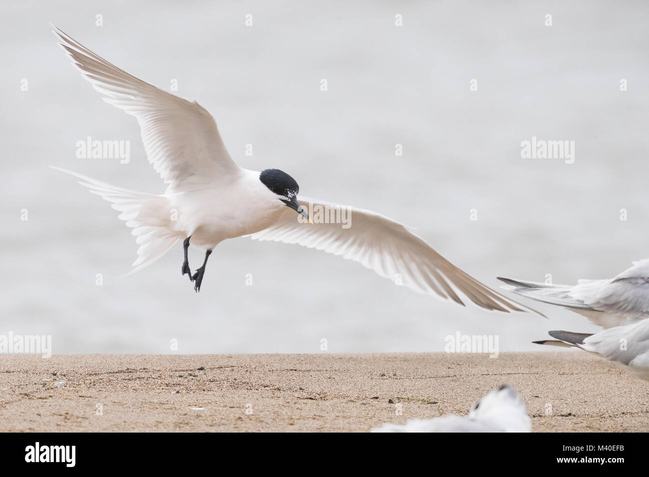 Sterne caugek (Thalassaeus sandvicensis), Banque D'Images