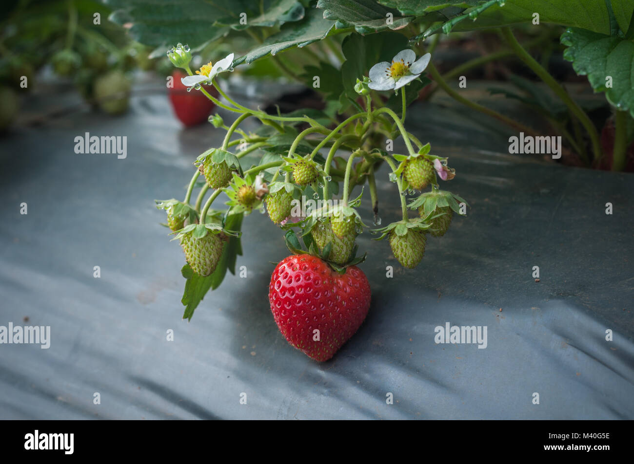 Close up de plus en plus ferme de fraises dans le jardin par temps froid de rosée sur l'arrière-plan de l'espace blanc Banque D'Images