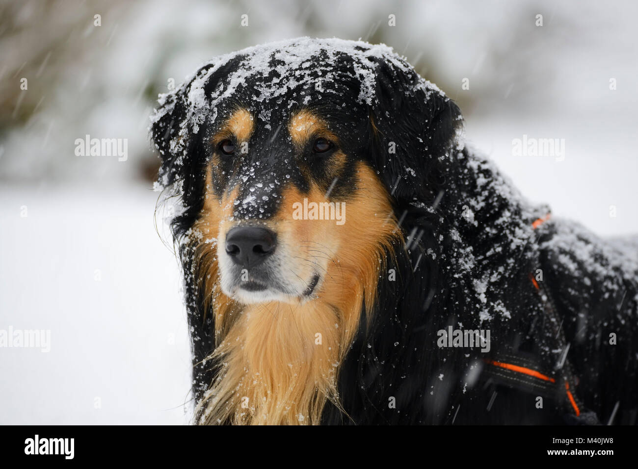 Début de l'hiver à Hambourg, le chien se trouve dans la neige, Wintereinbruch à Hambourg, Hund liegt im Schnee Banque D'Images