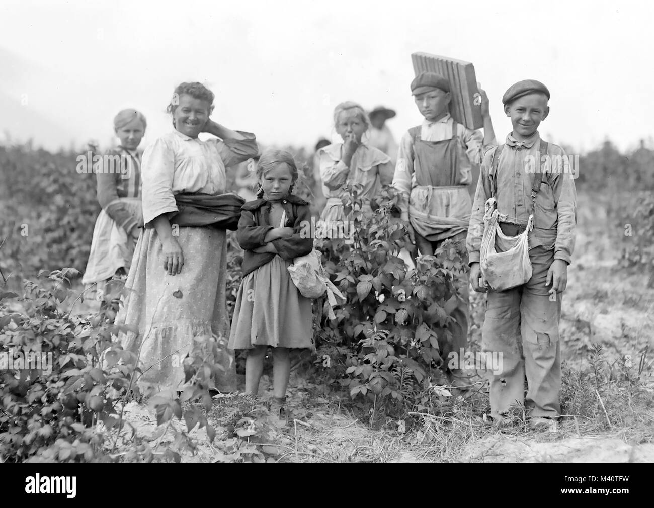 Famille d'immigrants polonais cueillir des baies près de Baltimore, Maryland, en 1909. Banque D'Images