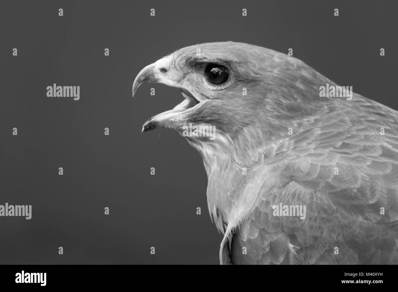 Buse variable   B&W Banque D'Images