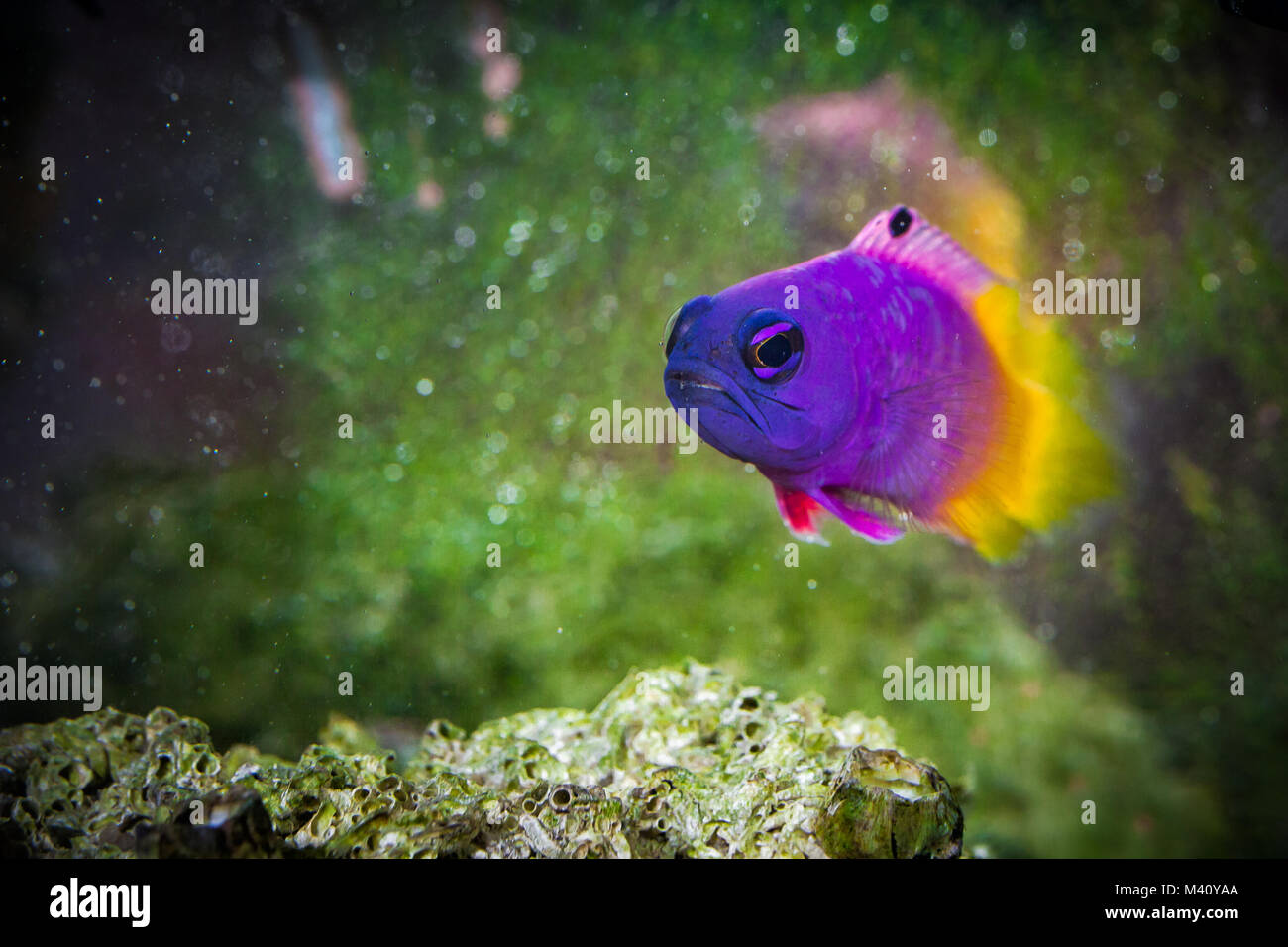 Poissons tropicaux Gramma Basslet Royal Banque D'Images