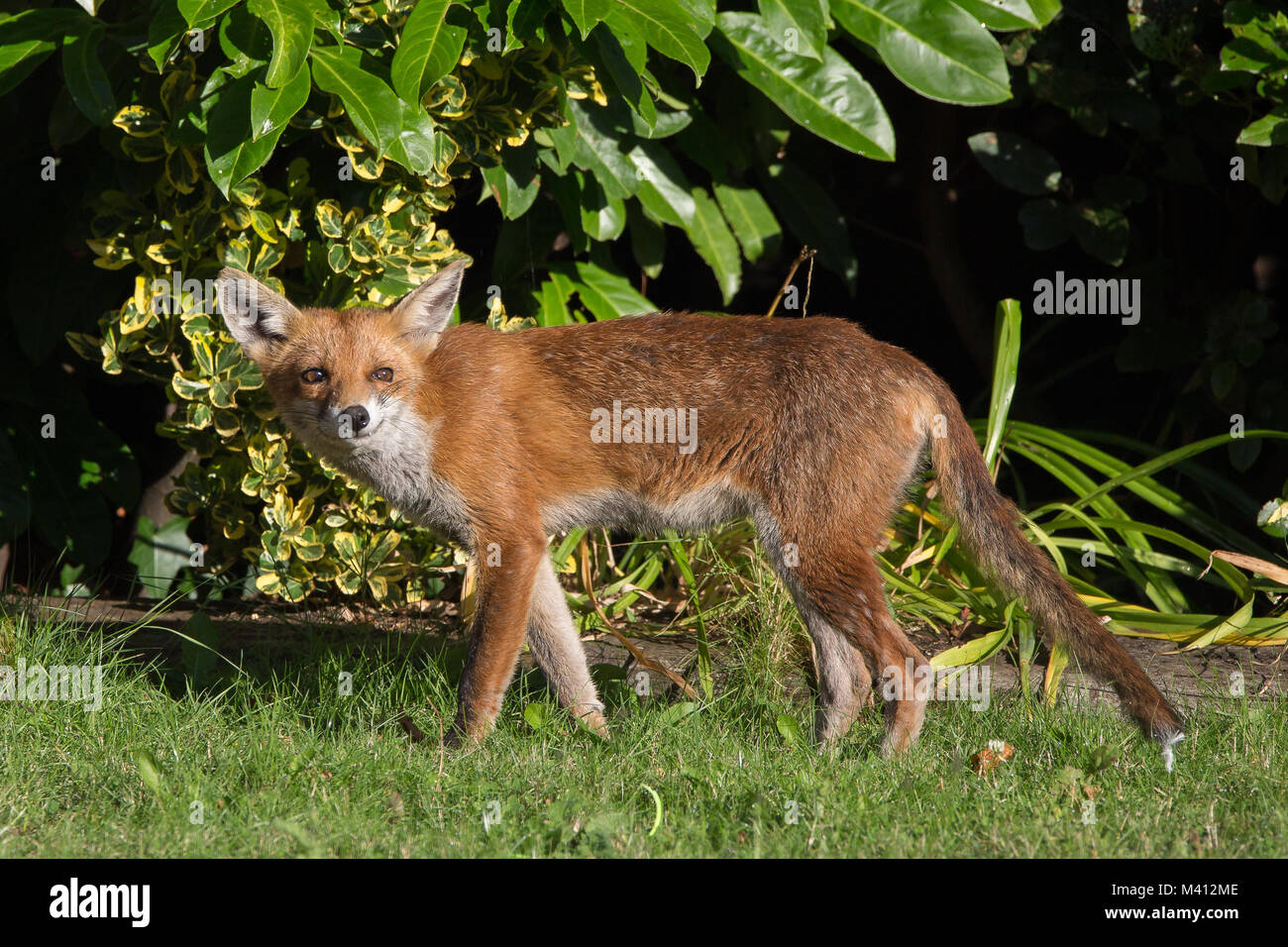 Renard roux britannique (Vulpes vulpes) isolé dans un jardin urbain d'été, regardant directement l'appareil photo comme si souriant! Banque D'Images