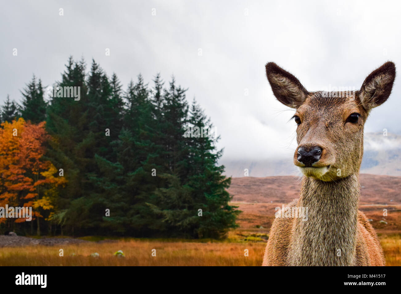 Les cerfs sauvages posant à Glencoe, en Écosse Banque D'Images