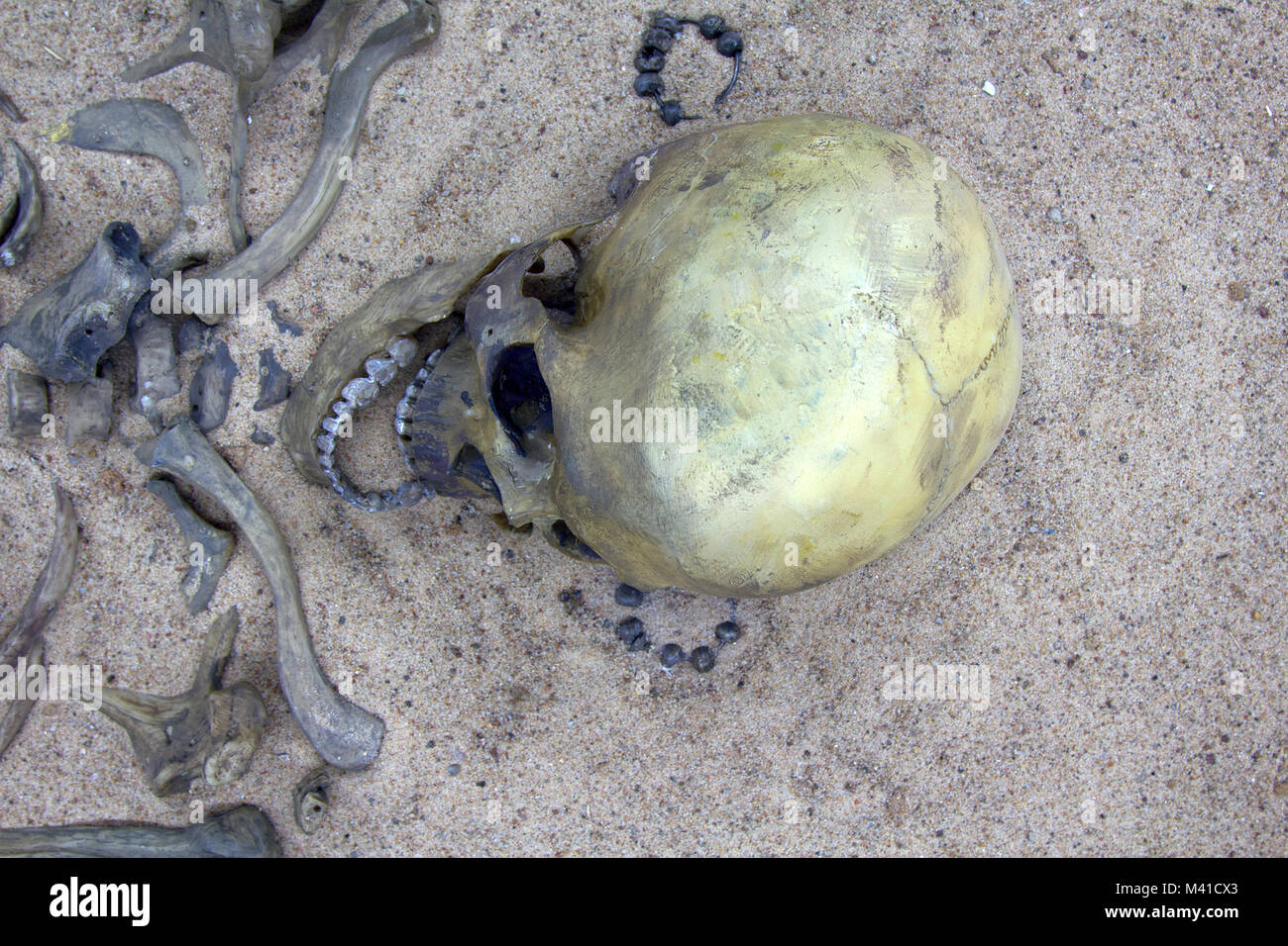 Histoire du Moyen-âge. Squelette (crâne, crâne) de jeune guerrier de règlement des 10e-11e siècles Banque D'Images