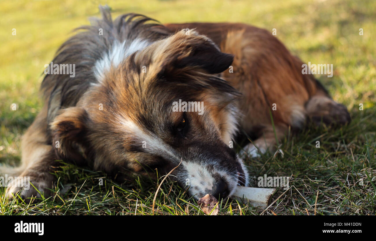 Fluffy brow chien , avec de longs poils, étendue sur le sol avec l'os dans la bouche de c Banque D'Images Fluffy brow chien , avec de longs poils, étendue sur le sol avec l'os dans la bouche de c Banque D'Images