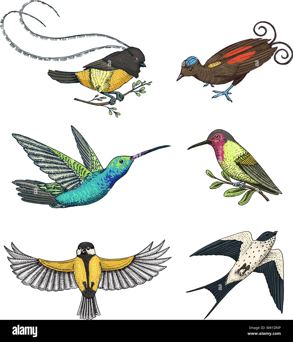 Petits oiseaux de paradis, hirondelle ou merlette et parus ou mésange bicolore, colibri, colibri roux et blanc-necked jacobin. Les animaux exotiques. Utilisez pour mariage, fête. gravés à la main dans de vieux croquis Illustration de Vecteur