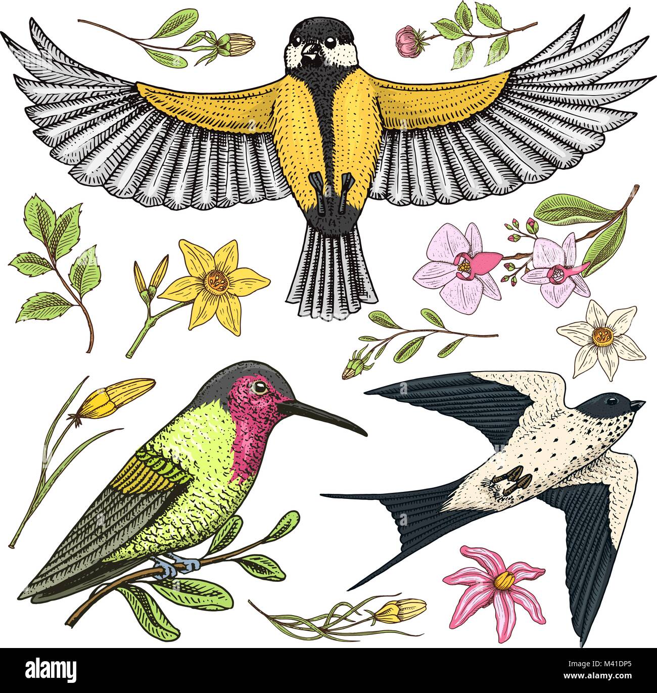 Petits Oiseaux De Lhirondelle Rustique Ou Merlette Et Parus