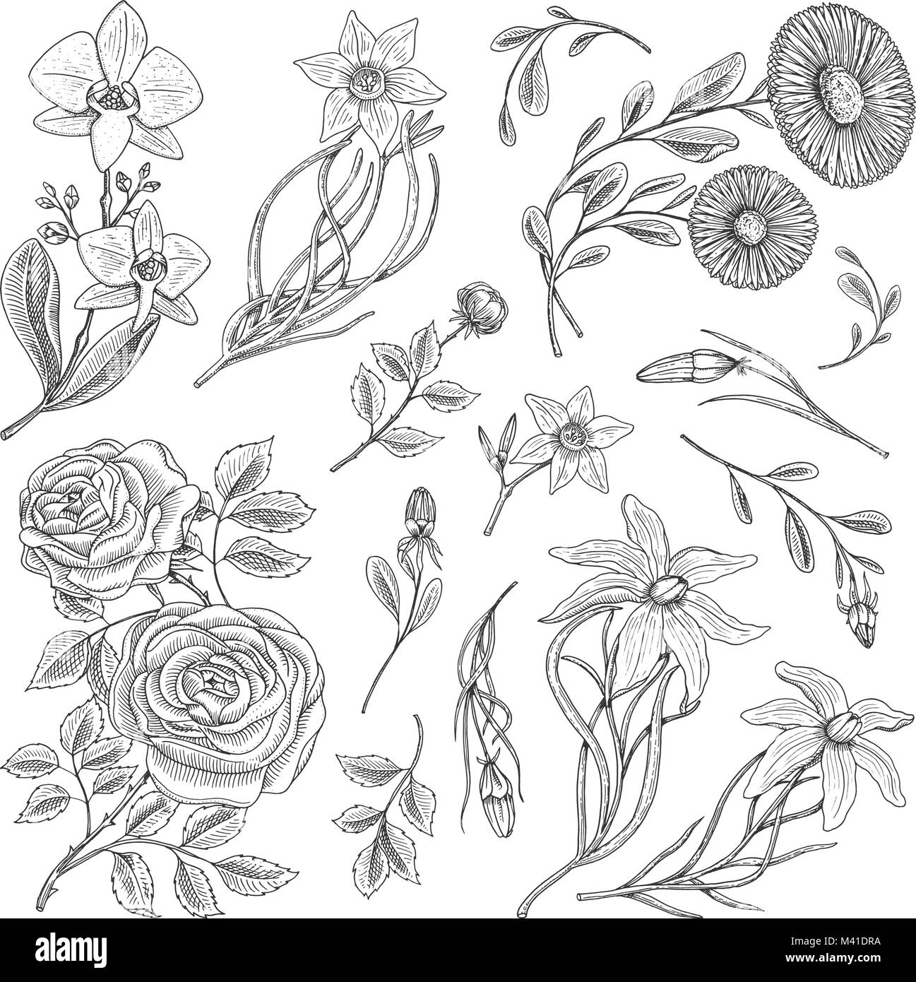 Série fleur, roses avec feuilles et bourgeons, herb camomille médicinale, jonquille et orchid, Lily. Jardin botanique de mariage ou d'une plante. Vector illustration gravée à la main. dans de vieux croquis de l'époque victorienne. Illustration de Vecteur