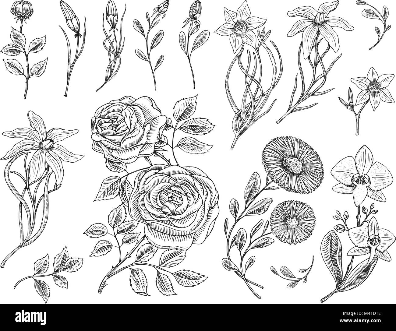 Série fleur, roses avec feuilles et bourgeons, herb camomille médicinale, jonquille et orchid, Lily. Jardin botanique de mariage ou d'une plante. Vector illustration gravée à la main. dans de vieux croquis de l'époque victorienne. Illustration de Vecteur