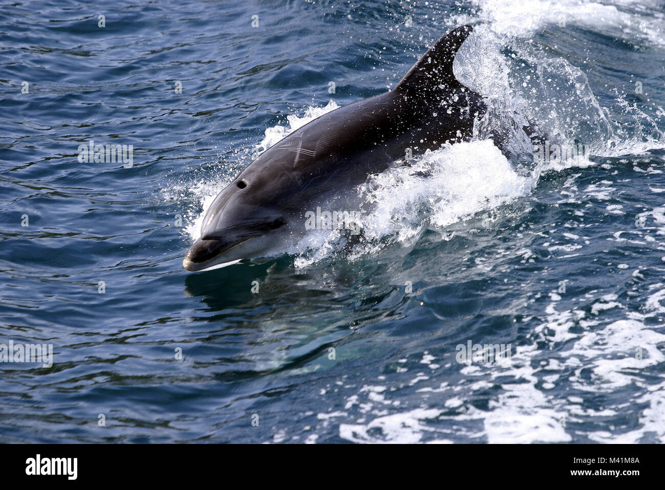 Nouvelle Zélande, île du Nord, un dauphin dans la baie des Îles Banque D'Images